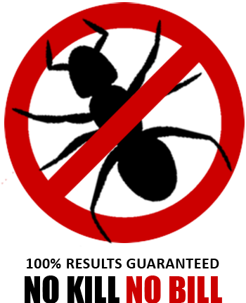 ant extermination
