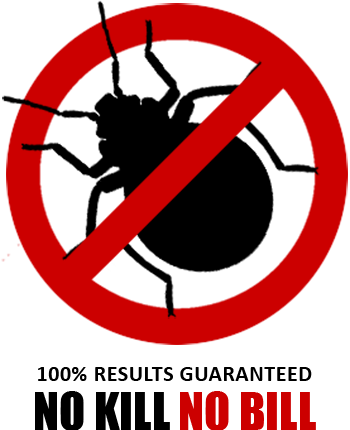 bed bug extermination
