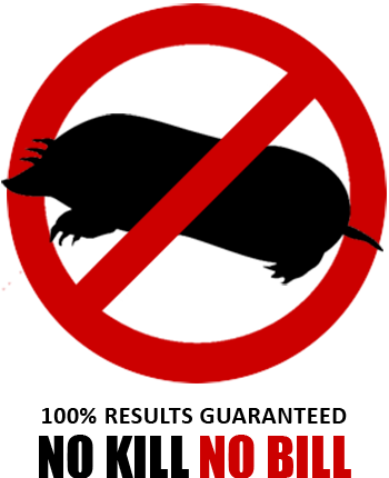 mole extermination