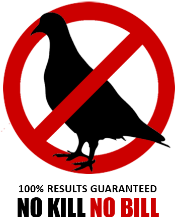 pigeon extermination