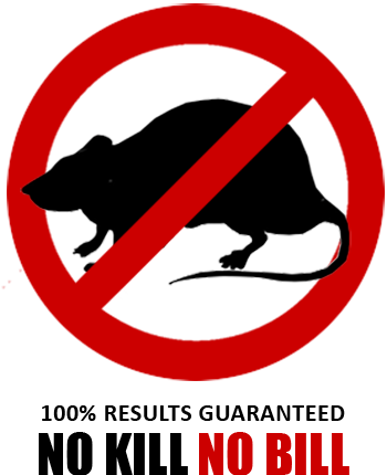 mouse extermination
