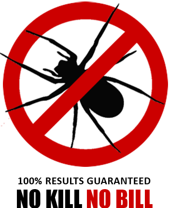 spider extermination